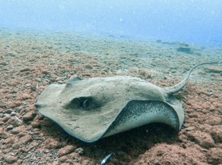 Diving with a turtle