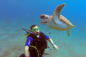 Diving with a turtle