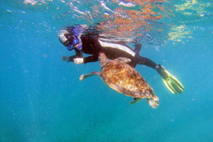 Snorkeling with a turtle