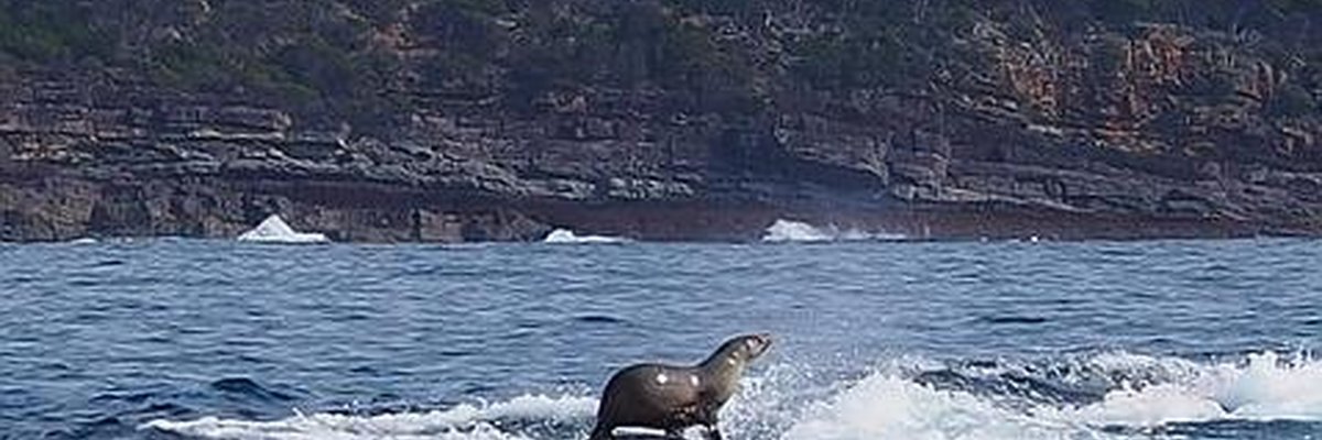 foka na wielorybie
