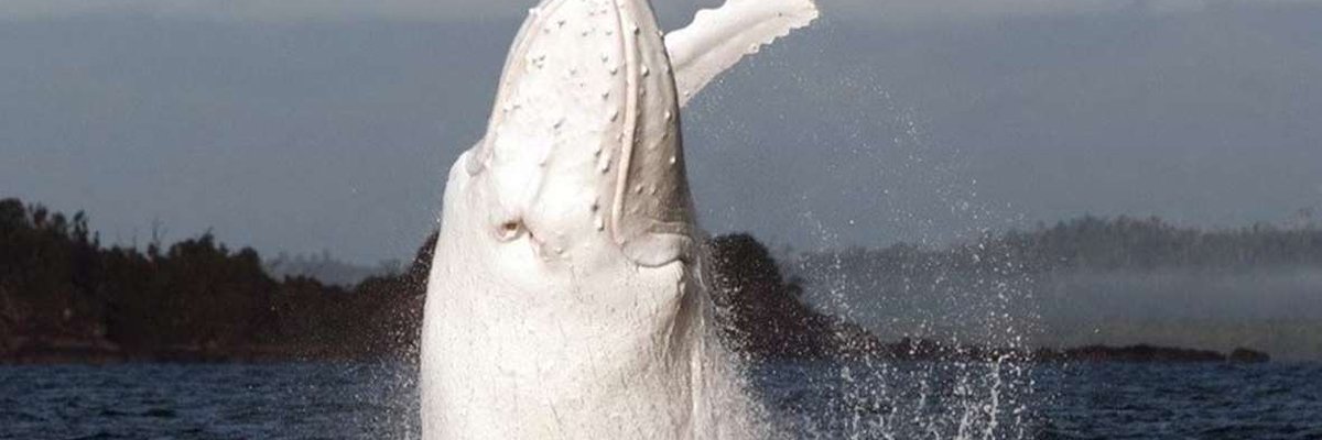 biały wieloryb