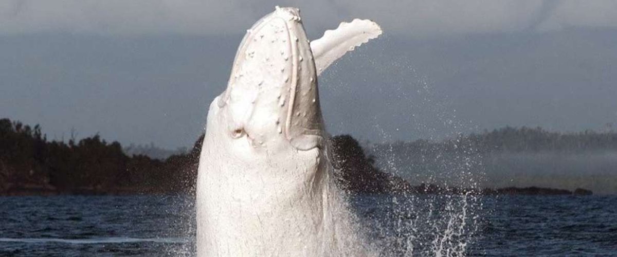 biały wieloryb