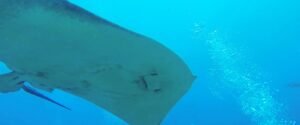 Interesting Facts About Rays
