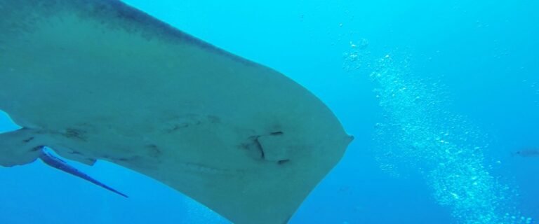 Interesting Facts About Rays