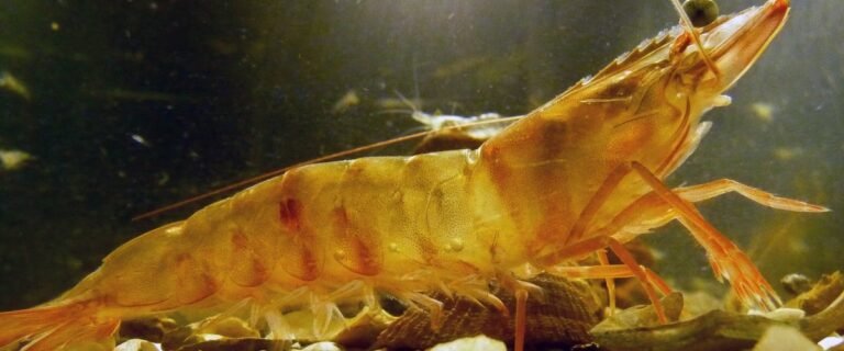 Curious Facts About Shrimps