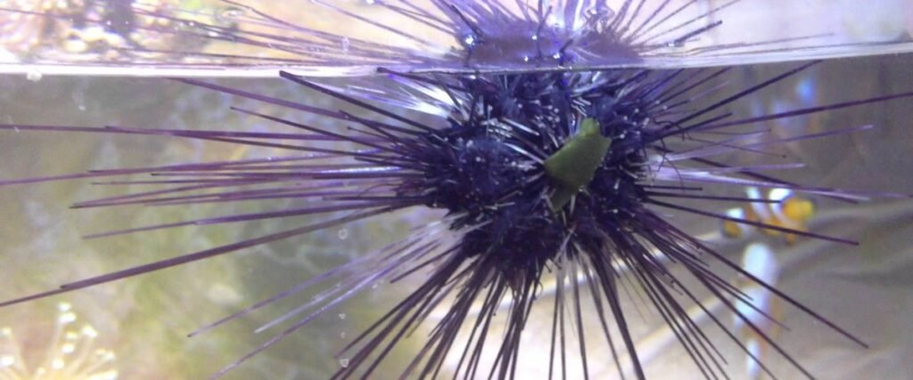 Invasion Of Long Spined Black Sea Urchins In Tenerife
