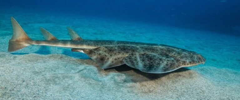 5 Aquatic Animals To Discover In Tenerife