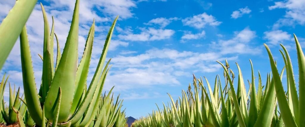 Aloe Vera: Healing Plant Bringing Fame To The Canary Islands