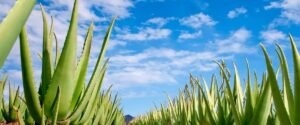 Aloe Vera: Healing Plant Bringing Fame To The Canary Islands