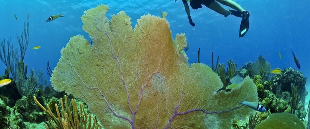 Where To Dive In The North Atlantic: Most Popular Spots