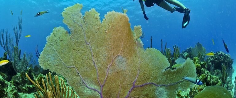 Where To Dive In The North Atlantic: Most Popular Spots