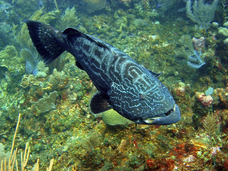 a grouper in tenerife