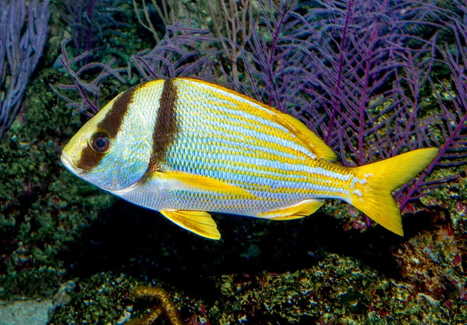 Anisotremus fish in tenerife