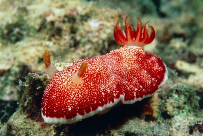 marine life tenerife