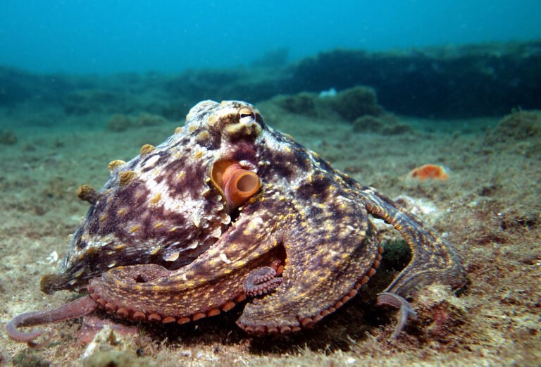 an octopus in tenerife