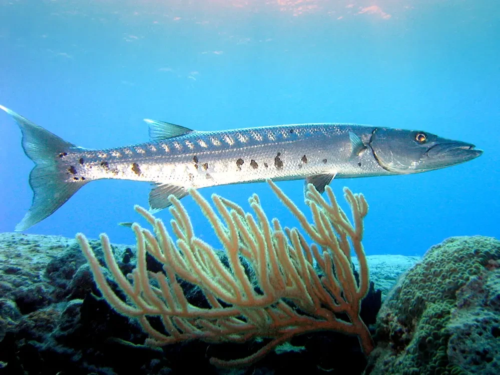 a barracuda fish frequently encountered in tenerife