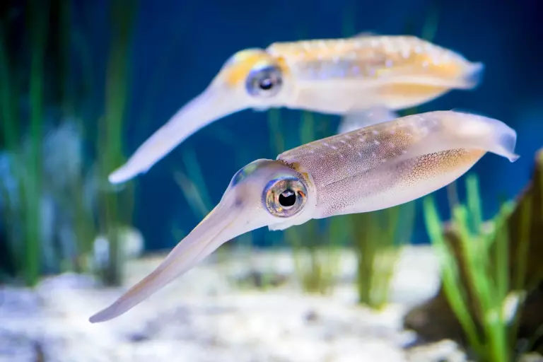 bigfin reef squid in tenerife