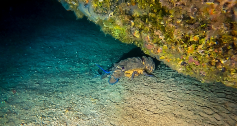 Cueva de los cerebros dive site famous for it cave, canarian lobsters and brain looking corals. Picture taken on a dive with Diving Atlantis