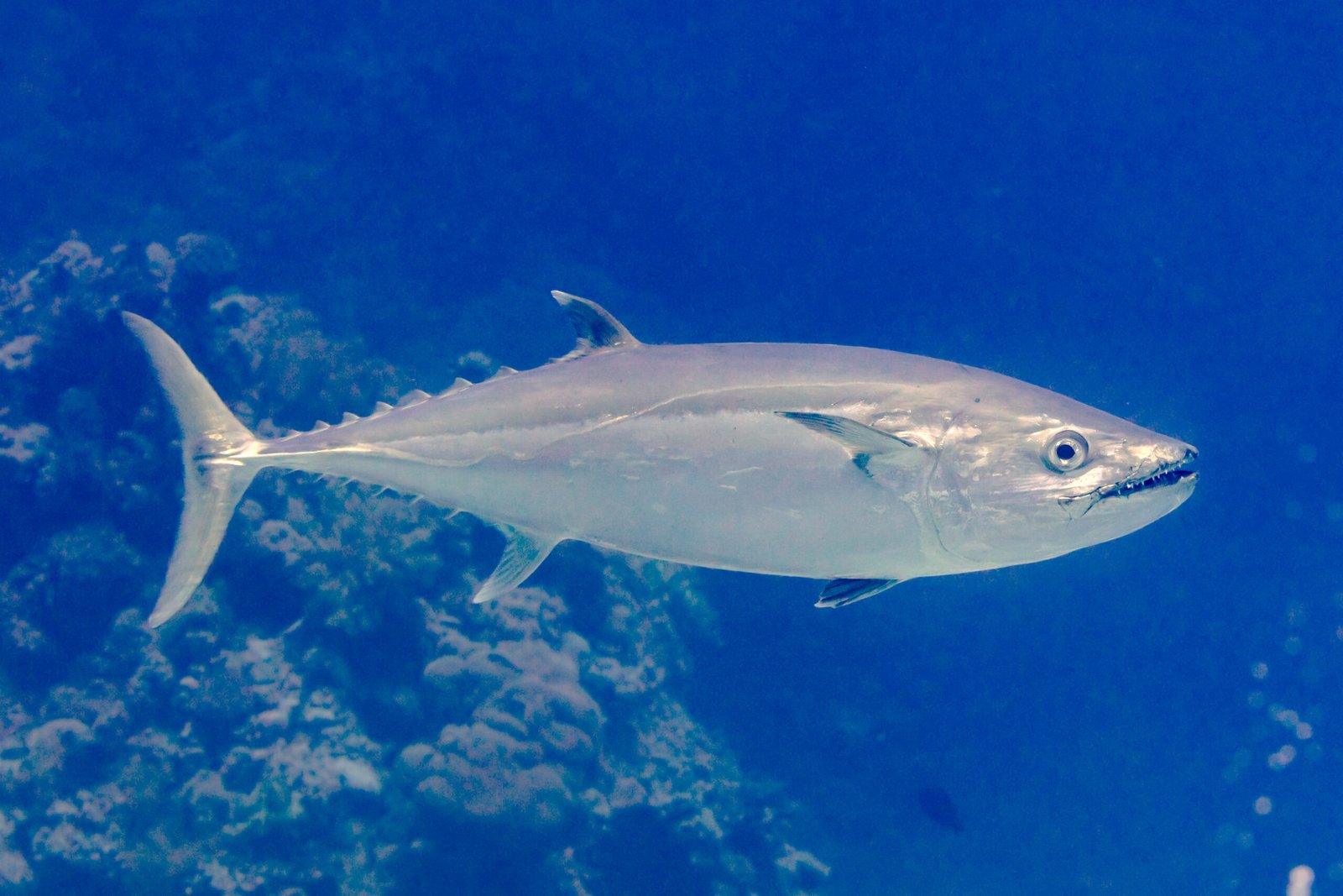 Tuna