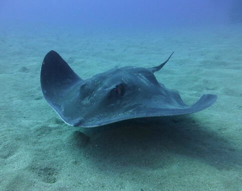 a common sting ray in tenerife