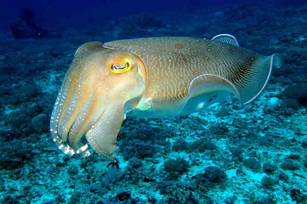 Cuttle Fish