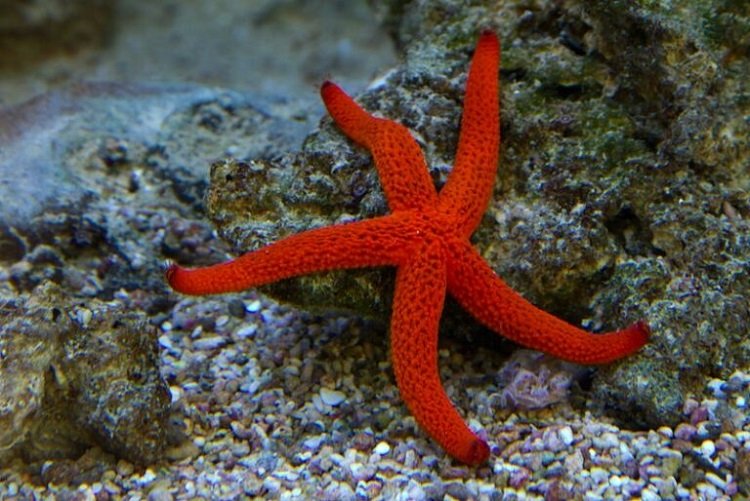 a sea star tenerife