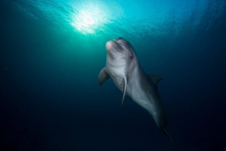 dolphin tenerife