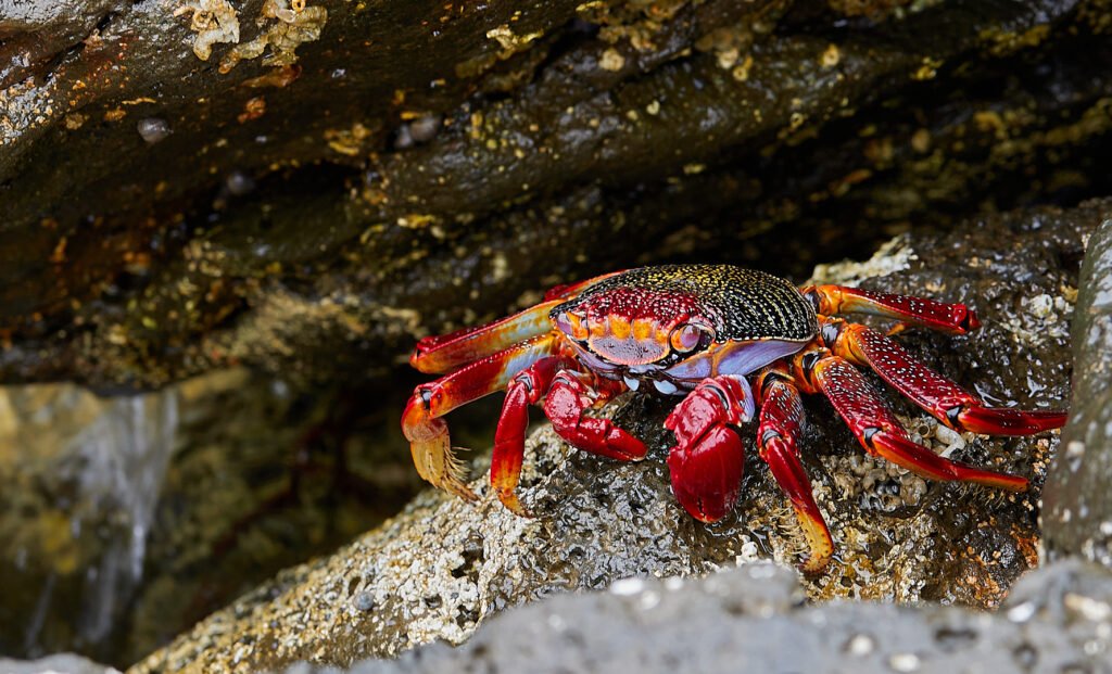 a crab tenerife
