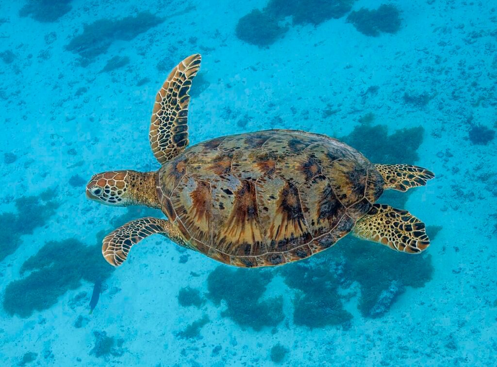 green sea turtle in tenerife