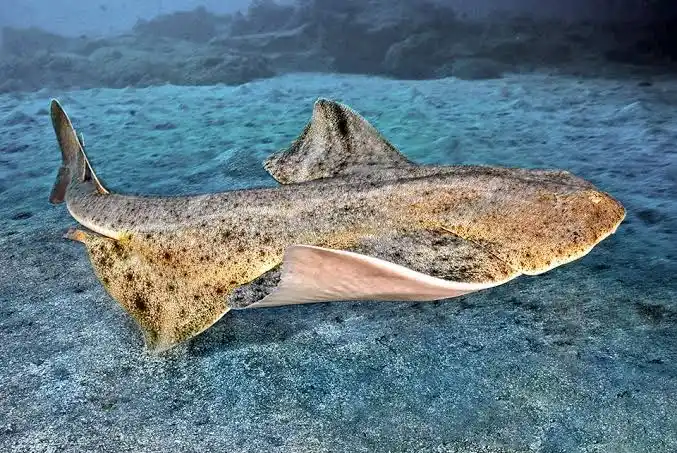 an angel shark resident of tenerife´s waters