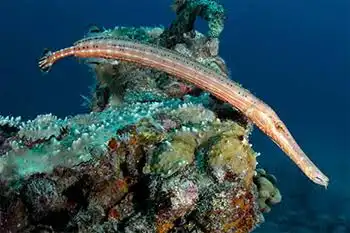 a trumpet fish in tenerife
