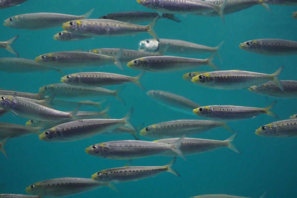 a school of small fish