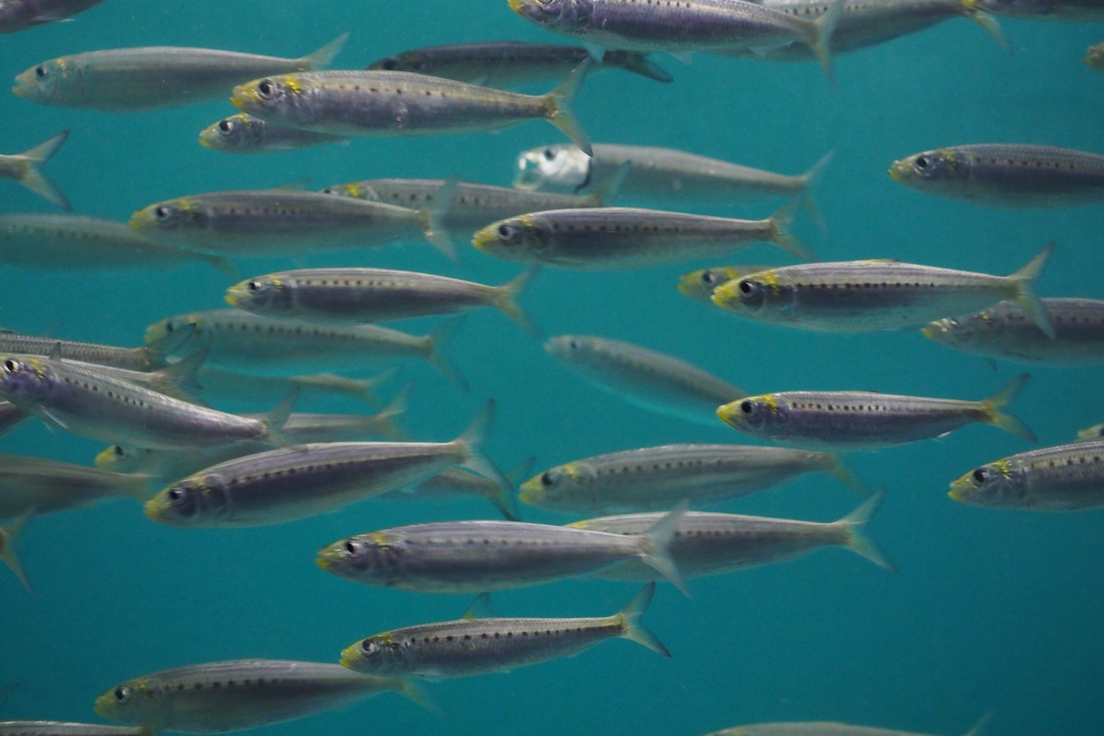 Sardine