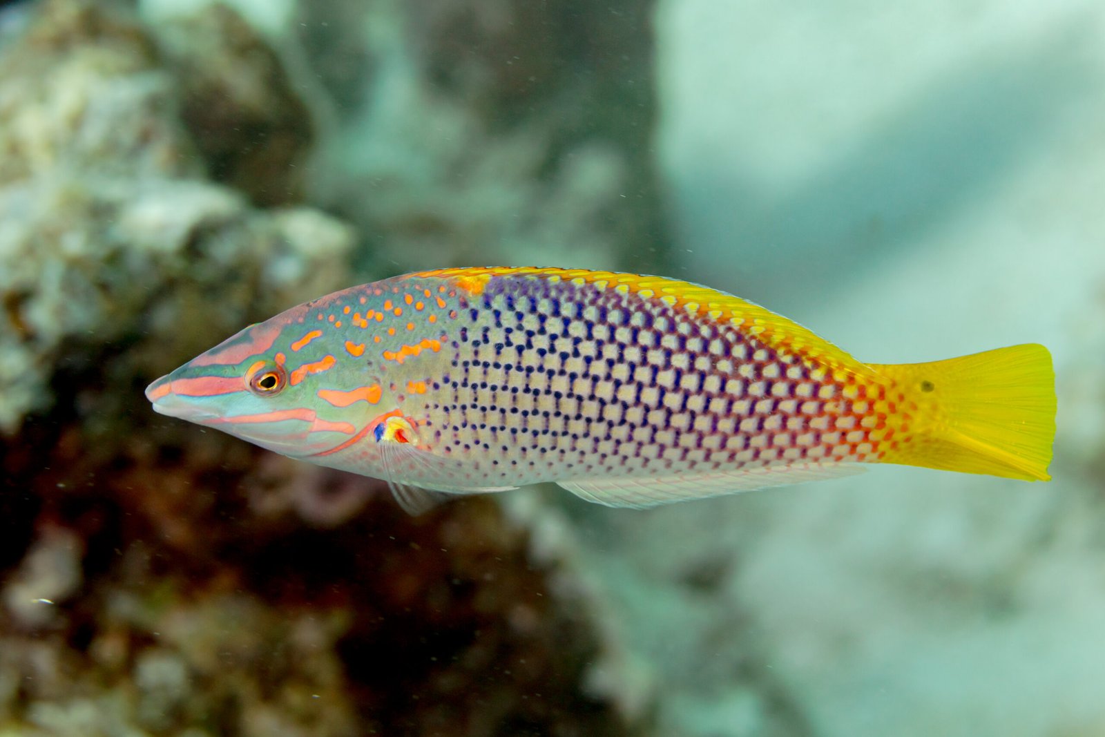 Wrasse