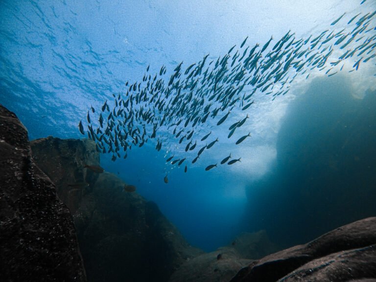 bajonito dive site tenerife south diving atlantis