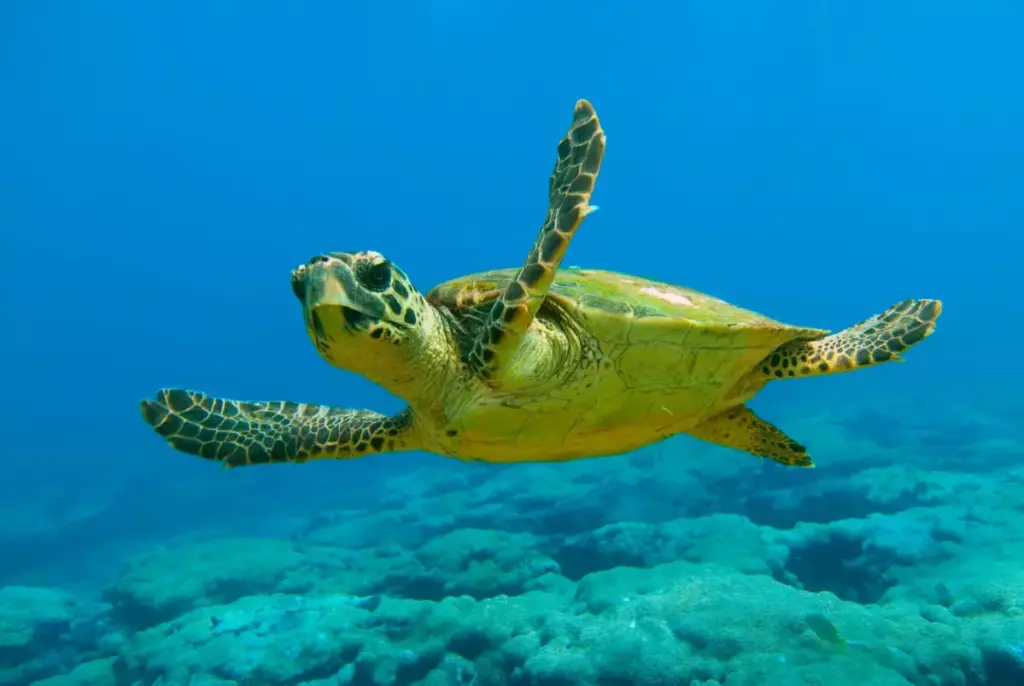 turtle careta careta in tenerife