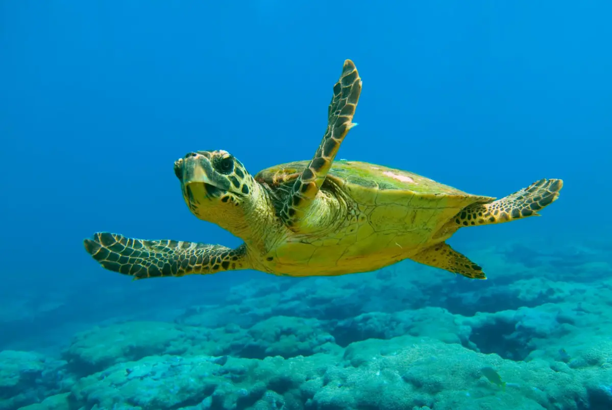 Loggerhead Sea Turtle