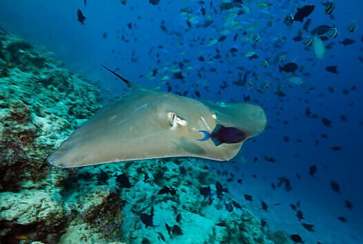 a sting ray in tenerife