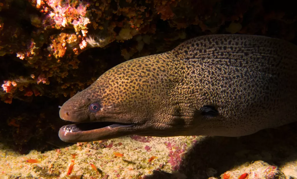 a moray eel in tenerife