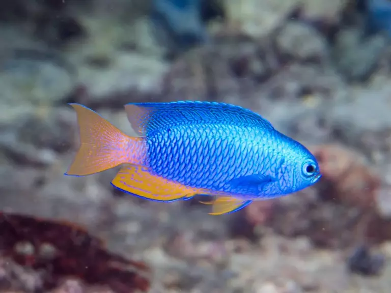 a damsel fish in tenerife