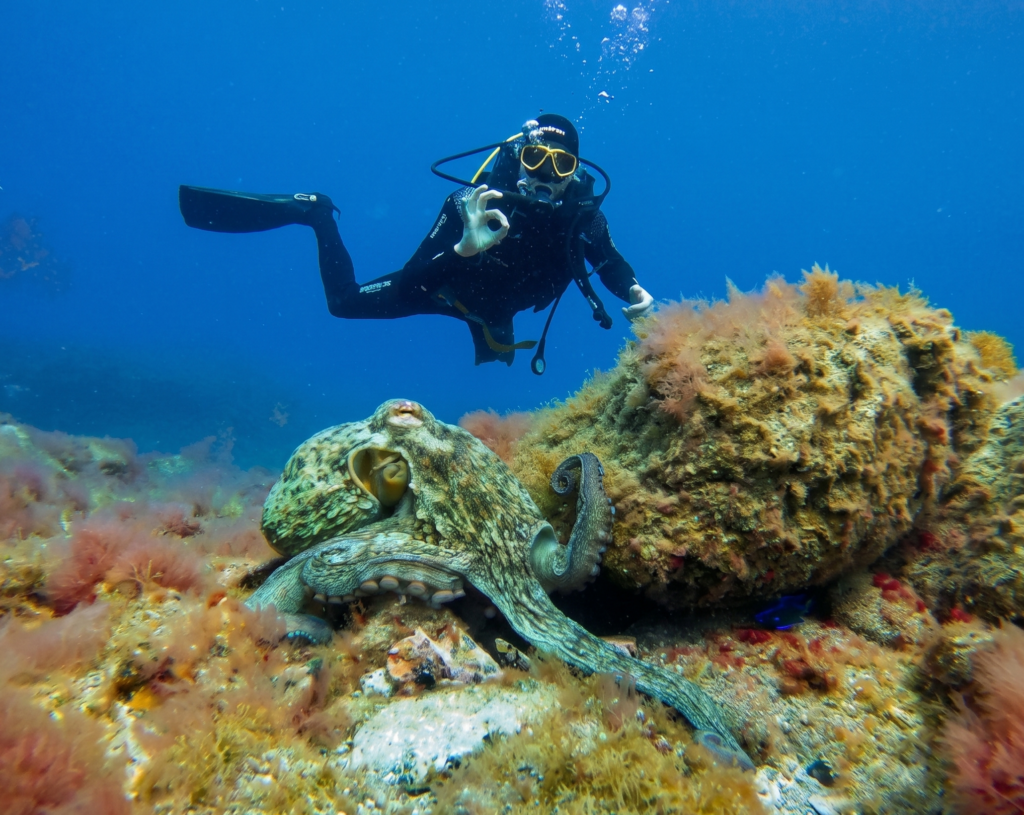 octopus in maravilla dive site tenerife with diving atlantis dive center