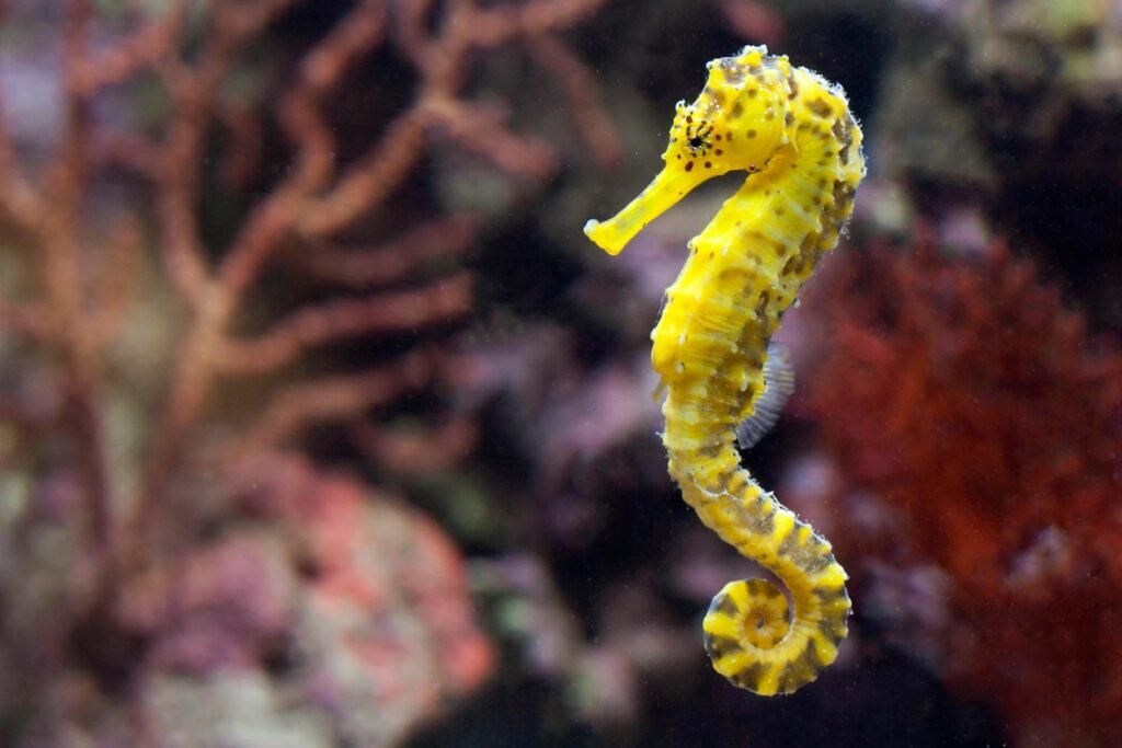 a sea horse tenerife