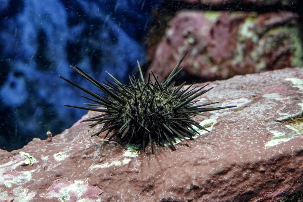 a sea urchin tenerife