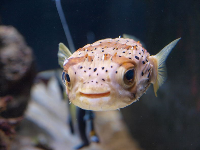 Pufferfish in tenerife