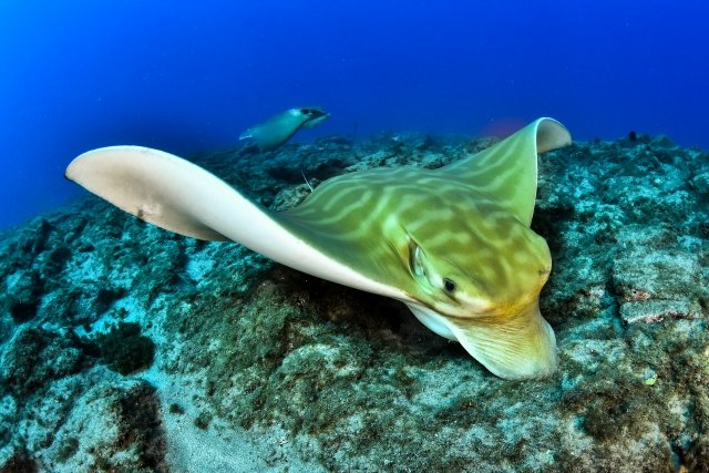 a bull ray in tenerife
