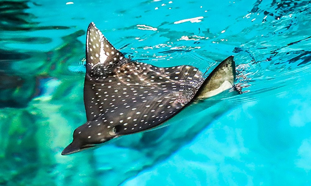 a ray in tenerife