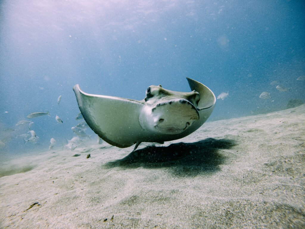 a ray seen by diver in los Chuchos dive site near las galletas. Dives arranged by Diving atlantis dive center