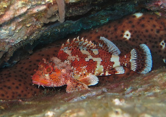 a rockfish in tenerife