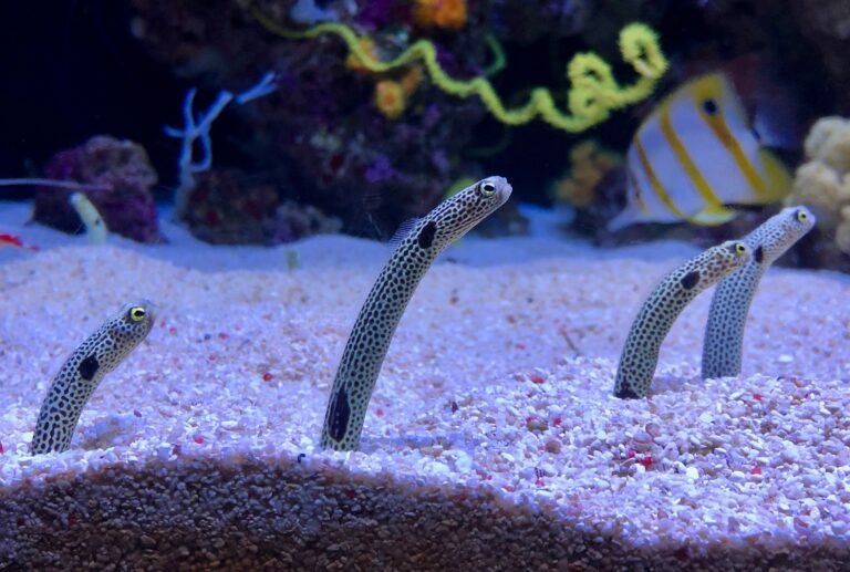spotted garden eel tenerife