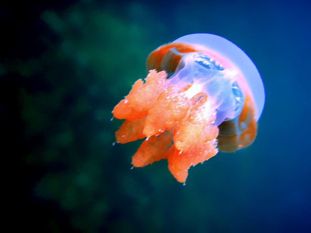 jelly fish tenerife